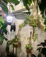 mokuhon – 銀座にある植物と器のお店です。店内は、グリーン一色