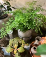 mokuhon – 銀座にある植物と器のお店です。店内は、グリーン一色